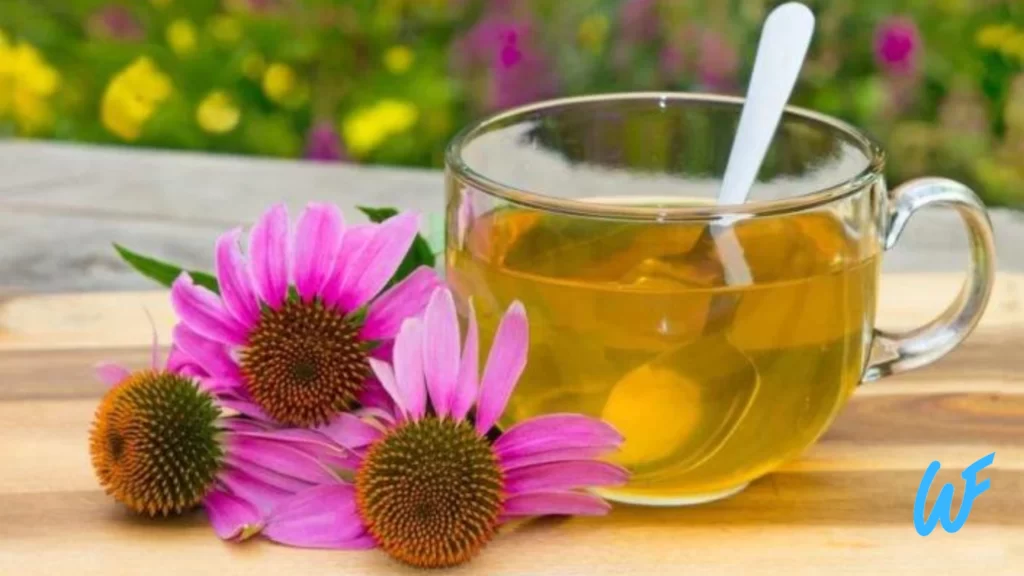 Read more about the article Echinacea Tea
